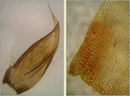 Attēlu rezultāti vaicājumam “Hypnum cupressiforme var. lacunosum sporophyte”