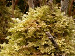 Attēlu rezultāti vaicājumam “Neckera complanata sporophyte”