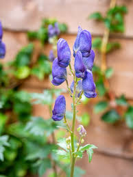 Attēlu rezultāti vaicājumam “Aconitum napellus bud”