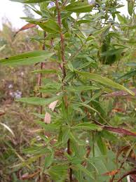 Attēlu rezultāti vaicājumam “Symphyotrichum x salignum leaf”