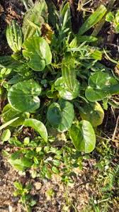 Attēlu rezultāti vaicājumam “Barbarea vulgaris subsp. arcuata fruit”