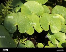 Attēlu rezultāti vaicājumam “Utricularia intermedia leaf”