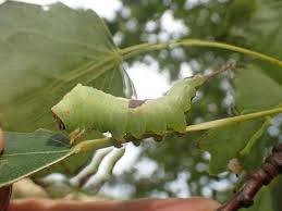 Attēlu rezultāti vaicājumam “Furcula bifida”