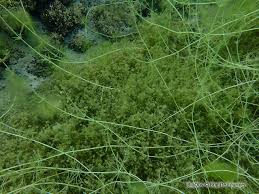 Attēlu rezultāti vaicājumam “Nitella flexilis”