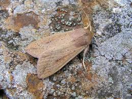 Attēlu rezultāti vaicājumam “Eupithecia succenturiata”