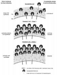Attēlu rezultāti vaicājumam “Rosellinia desmazieri”