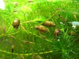 「水蘊草」的圖片搜尋結果