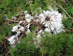 Attēlu rezultāti vaicājumam “Thelephora penicillata”