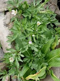 Attēlu rezultāti vaicājumam “Anemone sylvestris leaf”