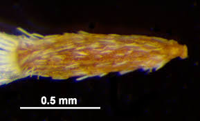 Attēlu rezultāti vaicājumam “Solidago canadensis fruit”