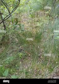 Attēlu rezultāti vaicājumam “Trichophorum cespitosum fruit”