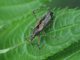 Attēlu rezultāti vaicājumam “Nabidae”