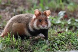 Attēlu rezultāti vaicājumam “Cricetidae”