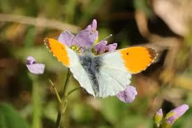 Attēlu rezultāti vaicājumam “Anthocharis cardamines male”