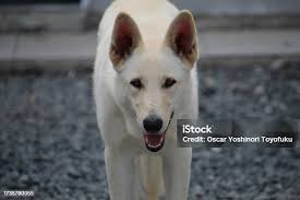 Attēlu rezultāti vaicājumam “Canis lupus familiaris”