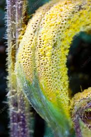 Attēlu rezultāti vaicājumam “Puccinia urticata”