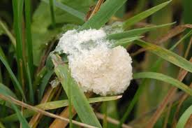 Attēlu rezultāti vaicājumam “Physarum cinereum”