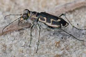Attēlu rezultāti vaicājumam “Cicindela sylvatica imago”