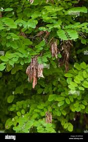 Attēlu rezultāti vaicājumam “Robinia pseudoacacia fruit”