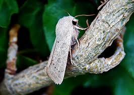 Attēlu rezultāti vaicājumam “Orthosia gracilis”