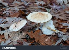 Attēlu rezultāti vaicājumam “Lepiota clypeolaria”