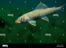 Image result for Thymallus thymallus