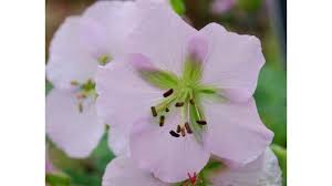 Attēlu rezultāti vaicājumam “Geraniaceae”