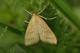 Attēlu rezultāti vaicājumam “Udea lutealis”