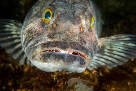 Image result for Ophiodon elongatus