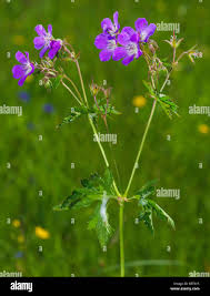 Attēlu rezultāti vaicājumam “Geranium sylvaticum bud”