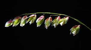 Attēlu rezultāti vaicājumam “Melica nutans flower”