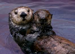 Image result for Otters Old Time Dance Club