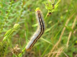 Attēlu rezultāti vaicājumam “Malacosoma castrensis male”