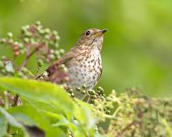 Image result for Catharus ustulatus