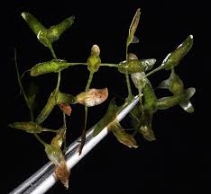 Attēlu rezultāti vaicājumam “Lemna trisulca”