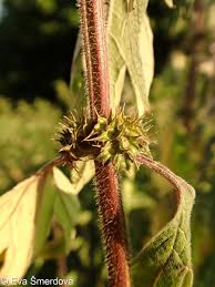 Attēlu rezultāti vaicājumam “Leonurus quinquelobatus”