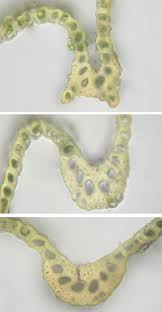 Attēlu rezultāti vaicājumam “Dicranum polysetum sporophyte”