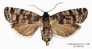 Attēlu rezultāti vaicājumam “Retinia resinella”