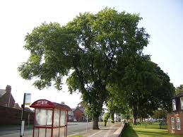 Attēlu rezultāti vaicājumam “Ulmus x hollandica”