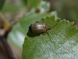 Attēlu rezultāti vaicājumam “Lochmaea caprea”