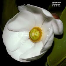 Attēlu rezultāti vaicājumam “Clusiaceae”