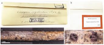 Attēlu rezultāti vaicājumam “Myriosclerotinia scirpicola”