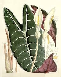 Attēlu rezultāti vaicājumam “Araceae”