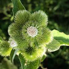 Attēlu rezultāti vaicājumam “Arctium lappa leaf”
