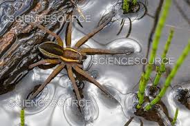 Attēlu rezultāti vaicājumam “Dolomedes fimbriatus”