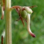 Attēlu rezultāti vaicājumam “Pyrola rotundifolia fruit”