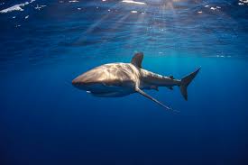 Image result for Carcharhinus falciformis