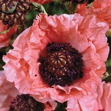 Attēlu rezultāti vaicājumam “Papaver orientale  flower”