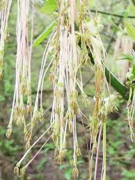Attēlu rezultāti vaicājumam “Acer negundo female flower”