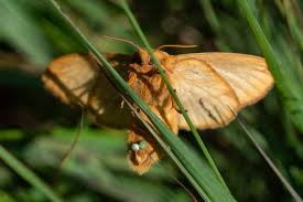 Attēlu rezultāti vaicājumam “Euthrix potatoria imago”